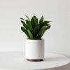 Dracaena Compacta